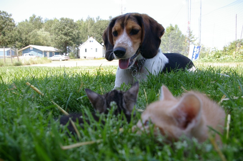 Comment Faire Cohabiter Un Beagle Avec Des Chats Mon Beagle